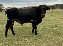 Rio's M&M bull calf