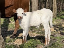 60 Blue Denim X Rita Bull calf