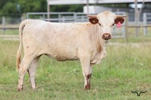 Rockin Bold Lady Heifer 2025
