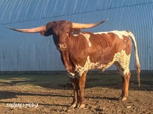 3P SECOND RODEO