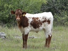 KDK THOR'S ROSALITA