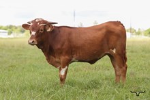 Roses Texas Blossom Heifer 2026