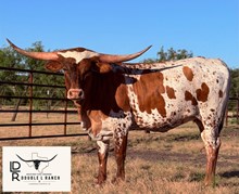 Brazos Rosie