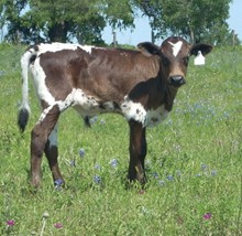 BULL CALF 009