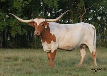FHR ROWDY COWGIRL