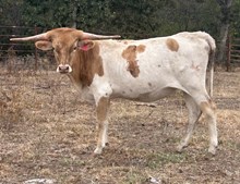 LF Rowdy Girl