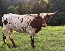 FERDINAND'S ROYAL FLUSH