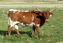 CR Ruby Tiara
