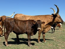 Swagger's Ruby BCB X Cut'n Dried bull