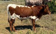 Swagger's Ruby BCB X Solid Ground BCR bull