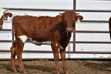 CARMEN 123 CB X JH RURAL SAFARI SON TAG 617