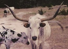 MOLLIE NOLOMA