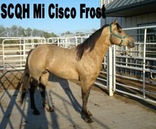 SCQH MI CISCO FROST
