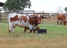 SC RED RIVER SHANIA