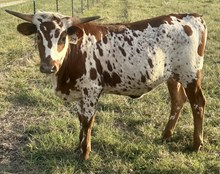 SLC Texas Milkshake