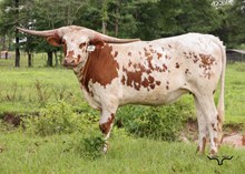 SLL UPTOWN COWGIRL