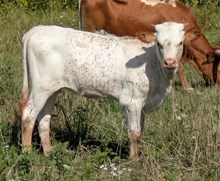 DEMO X SNOPANTS HEIFER