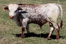 SO MUCH FIRE CALF