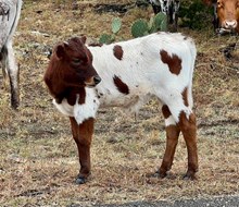 SP x BETTE DAVIS EYES BULL CALF