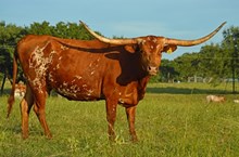 SR Cloud Dancer 227