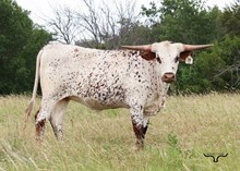 SR Lady Monica