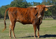 SR SHAMROCK TIGERLILY520