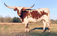 STARBASED DROOPY RJM