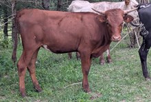 DEMO X  SUNDER HEIFER