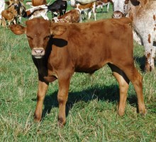 COCHISE X SUNSET BULL