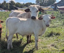 SURPRISE BULL