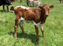 2022 Sabia heifer