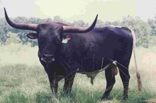 SAGE DODE FM 950