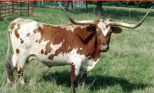 Wyoming Roundup's Dot
