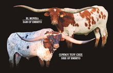 COWBOY TUFF CHEX X BL MONIKA (HEIFER)
