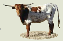ZD Jamandans Double Dip