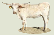 ZD Dakota Junior