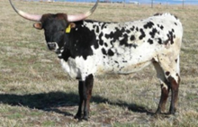 CB CABALLITA
