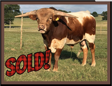 DH Unnamed Bull