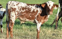 2427 BUBBLY STEER