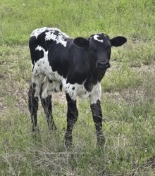 2025 Glitzy Vegas Bull