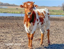 24LF Monaco's Cowgirl