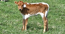 2540 DIAMONDS BULL