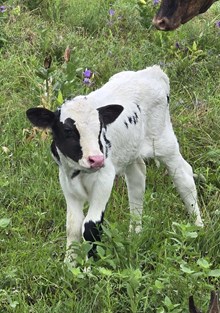 2025 WHIZZY VEGAS BULL CALF