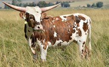 2424 SMOKIN SADDLES STEER