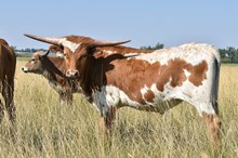 2420 RESPECT TONKAWA STEER