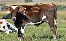 2541 1ST PRIZE STEER
