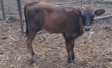 Star X-ing heifer calf