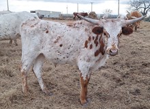 DTL Steer