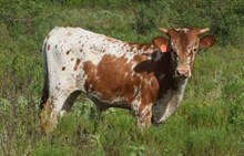 LPL Maxed Out Cash bull calf