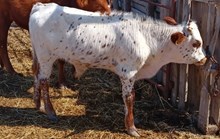 Buggy Bull